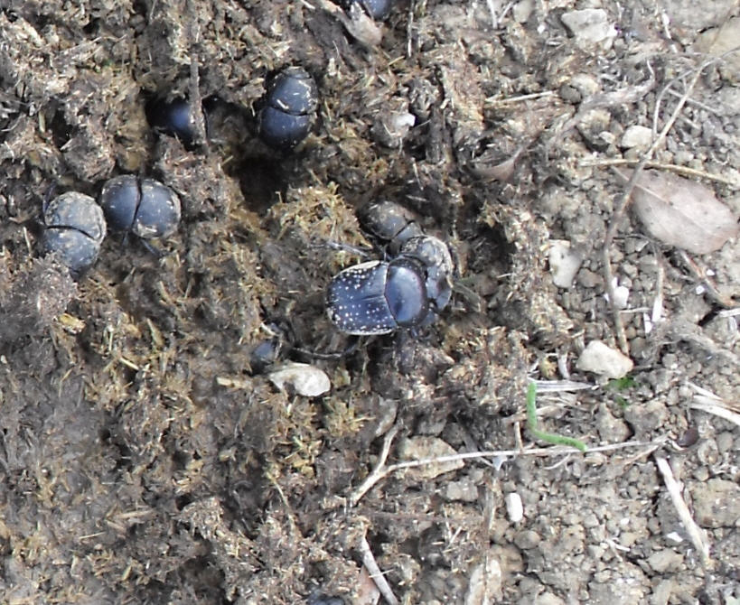 Scarabaeus variolosus + Geotrupidae da id.